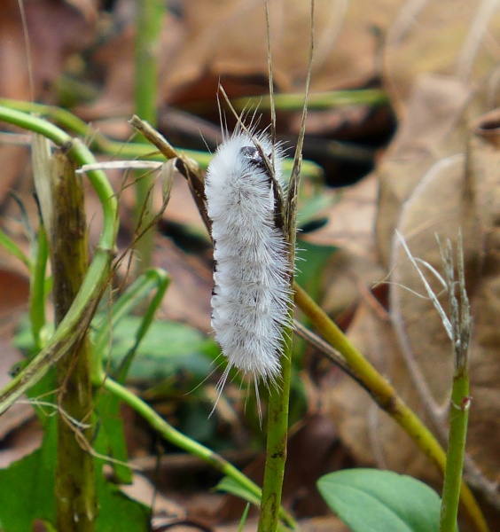 Hickory Tussock Moth (photo by Kate St. John)