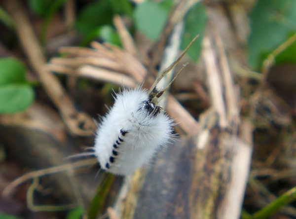 Hickory Tussock Moth (photo by Kate St. John)