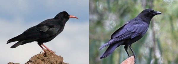 Red-billed chough in India, American crow in San Diego by Dick Daniels (photos from Wikimedia Commons)