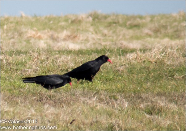 Red-billed choughs in Ireland (photo by Steve Valasek)