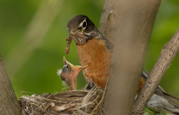 Robin feeding earthworm to its nestling (photo by William H. Majoros via Wikimedia Commons)