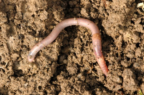 Lumbricus terrestris is an invasive earthworm in North America (photo from Wikimedia Commons)
