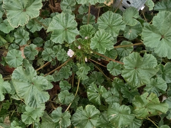 Unknown plant. Is it an invasive? (photo by Kate St. John)