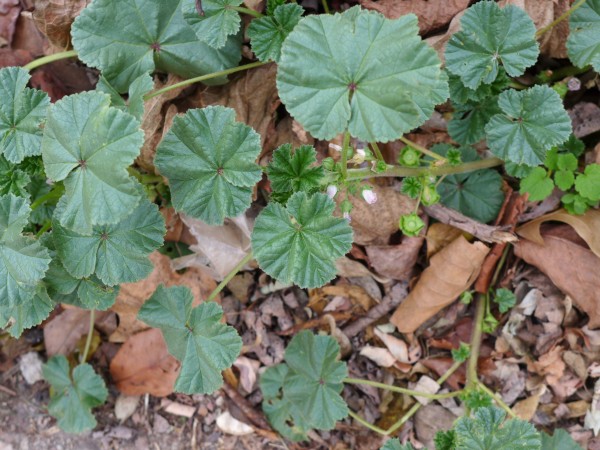 Unknown plant. Is it an invasive? (photo by Kate St. John)