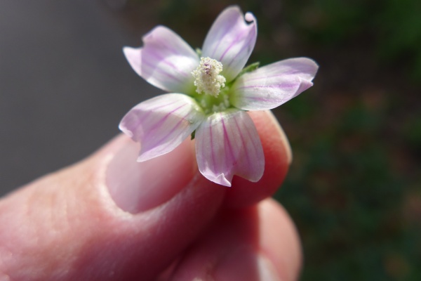 Unknown flower. Is it an invasive? (photo by Kate St. John)