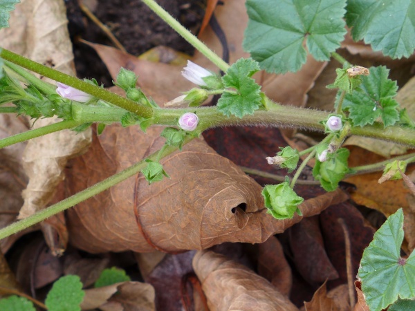 Unknown plant. A look at the stems (photo by Kate St. John)