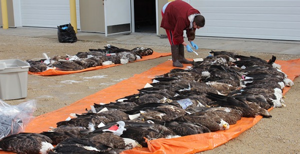 In 2012 USFW researchers examined 58 dead bald eagles and identified lead exposure as a significant mortality factor (photo from USFW)