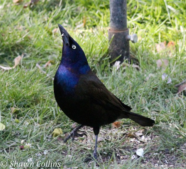 Common grackle in his dominance pose (photo by Shawn Collins)