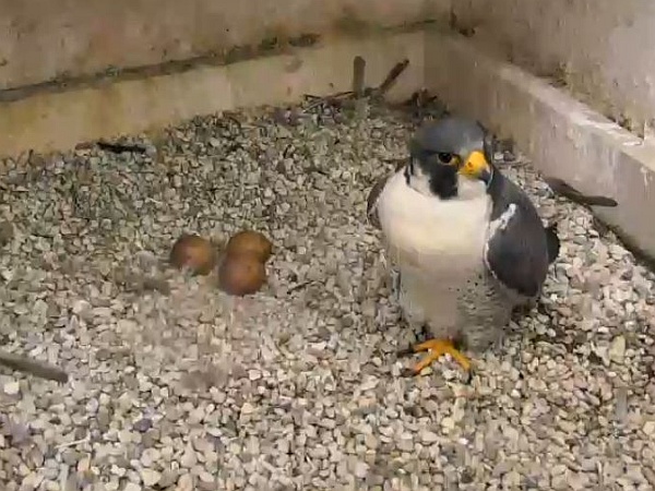 Male peregrine Terzo (N29) at the Cathedral of Learning nest,29 Mar 2016 (photo from the National Aviary falconcam at Univ of Pittsburgh)