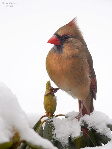 Female northern cardinal (photo by Steve Gosser)