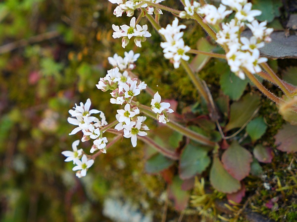 Early saxifrage, Raccoon Creek Wildflower Reserve, 17 April 2016 (photo by Kate St. John)