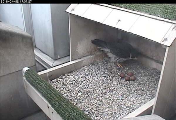 Hope with 4 eggs at the Cathedral of Learning nest, 2 April 2016 (photo from the National Aviary falconcam at Univ of Pittsburgh)