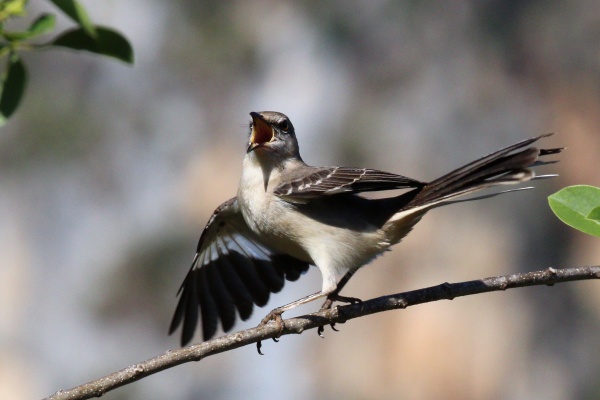 Northern mockingbird, singing with wing flash (photo from Wikimedia Commons)