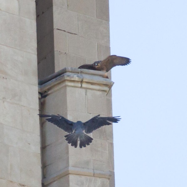 C1 shouts as her parent arrives with prey, 14 June 2016 (photo by Peter Bell)