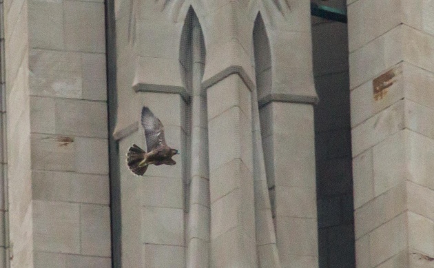 C1 flies around the corner of the Cathedral of Learning, 15 June 2016 (photo by Peter Bell)