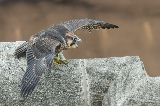 C1 shouts and opens her wings to attract her parents' attention at the Cathedral of Learning, 16 June 2016 (photo by Peter Bell)