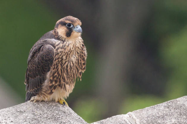 A moment of repose: Peregrine fledgling C1, 16 June 2016 (photo by Peter Bell)