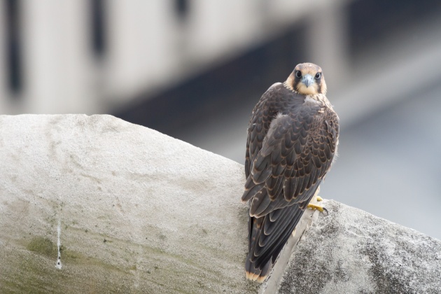 Peregrine fledgling C1 at the Cathedral of Learning, 16 June 2016 (photo by Peter Bell)