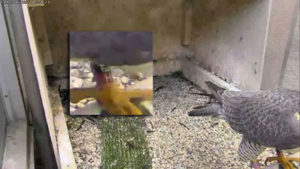 Magnum at the Cathedral of Learning (snapshot from the National Aviary falconcam at Univ of Pittsburgh)