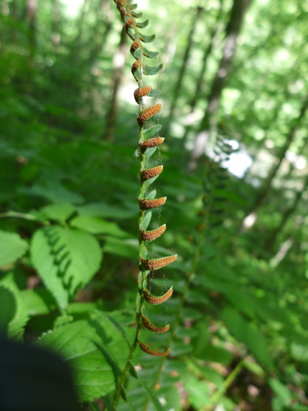 Sporangia under fern leaf (photo by Kate St. John)