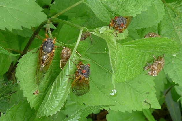 Adults and cast-off shells of Periodical 17-year cicadas, Brood V, Washington, PA, 30 May 2016 (photo by Kate St. John)