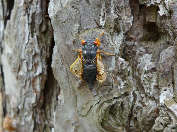 Periodical 17-year cicada. Brood V, 30 May 2016. Wings did not unfurl properly. (photo by Kate St. John)