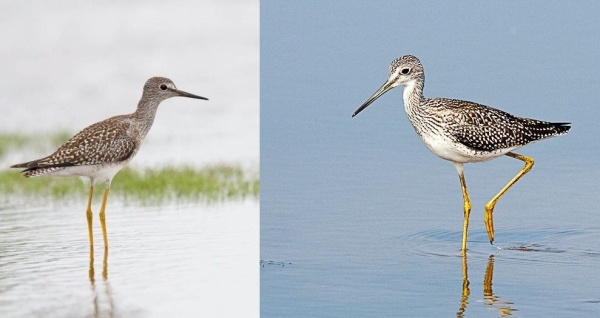 Lesser yellowlegs and Greater yellowlegs (photos by Bobby Greene)