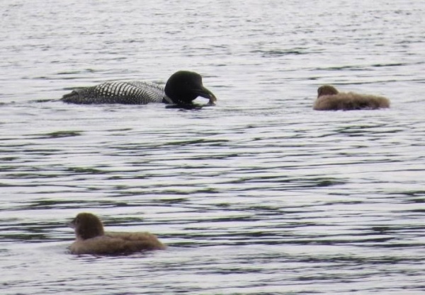 Adult loon brings food for 6-week-old chicks, 10 Aug 2016 (photo by Claire Staples)