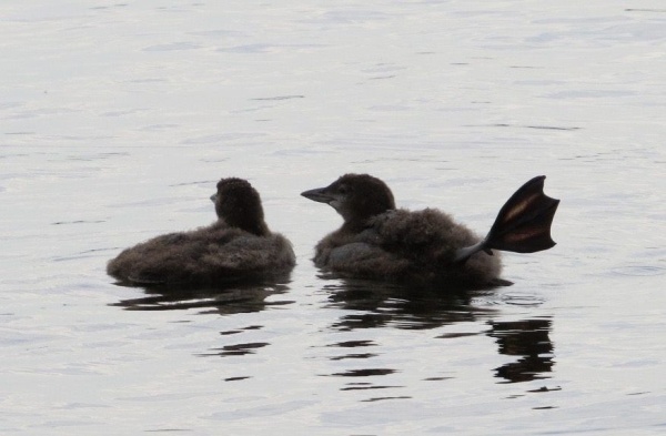 Closeup of 6-week-old loon chicks, 10 Aug 2016 (photo by Claire Staples)