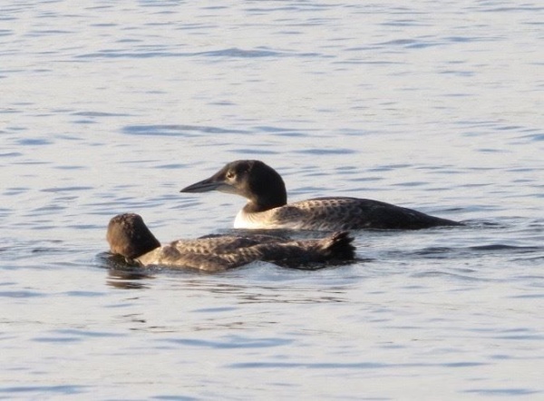 Loon chicks eight weeks old at Beech Hill Pond, Maine (photo by Claire Staples)