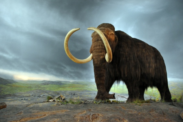 Woolly mammoth statue in the Royal BC Museum, Victoria, BC, Canada (photo from Wikimedia Commons)