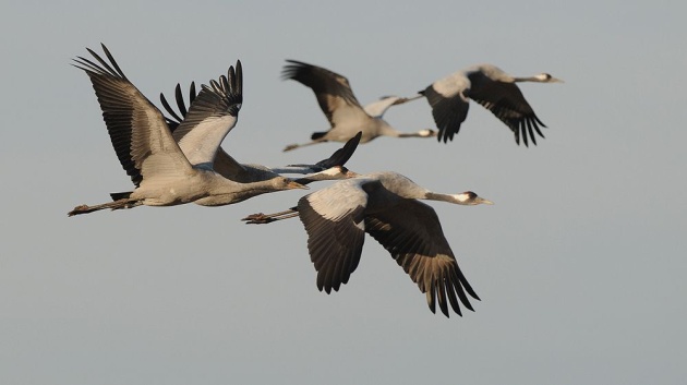 Common cranes in flight (photo by Ján Svetlík)