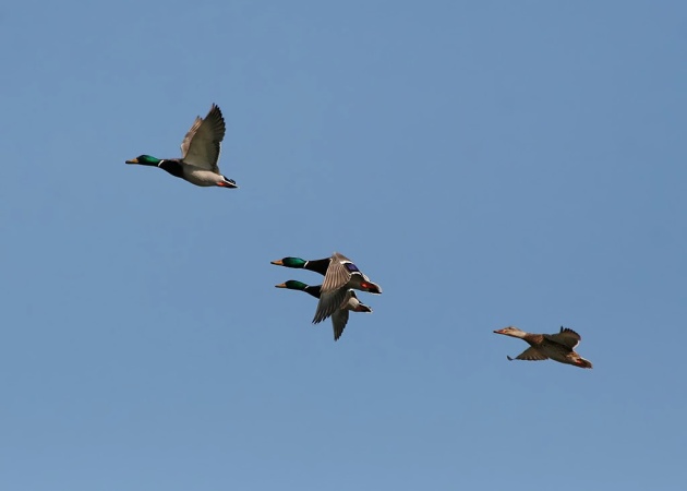 Mallards in flight (photo by Ken Slade, Creative Commons license via Flickr)