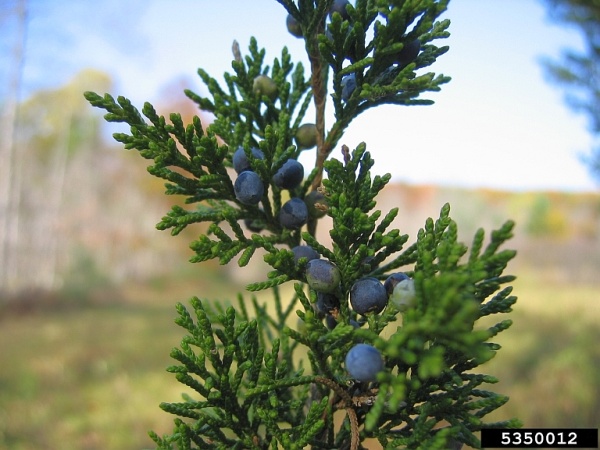 Fruit of eastern redcedar, Juniperus virginiana (photo by Keith Kanoti, Maine Forest Service, Bugwood.org)