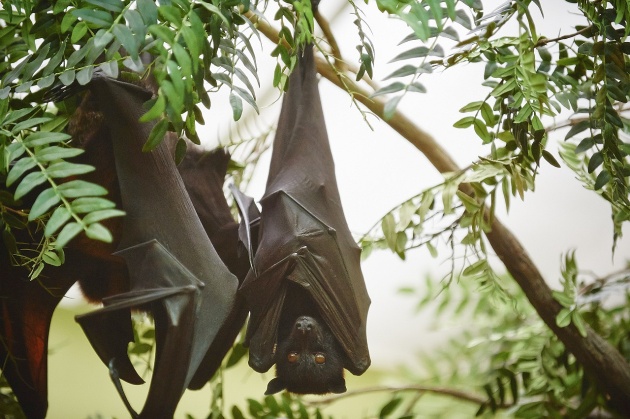 Malayan Flying Fox fruit bat, resting upside down (photo by Denmarsh Photogaphy courtesy of the National Aviary)