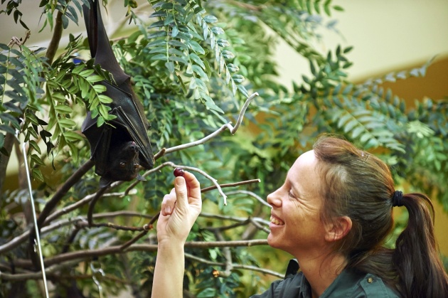 Malayan Flying Fox fruit bat being fed (photo by Denmarsh Photogtaphy courtesy the National Aviary)