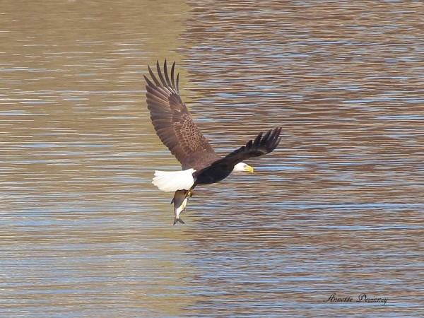 Bald eagle with fish at Conowingo (photo by Annette Devinney)