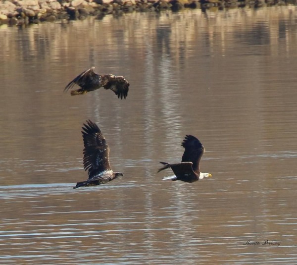 Three bald eagles, chasing at Conowingo, Nov 2016 (photo by Annette Devinney)