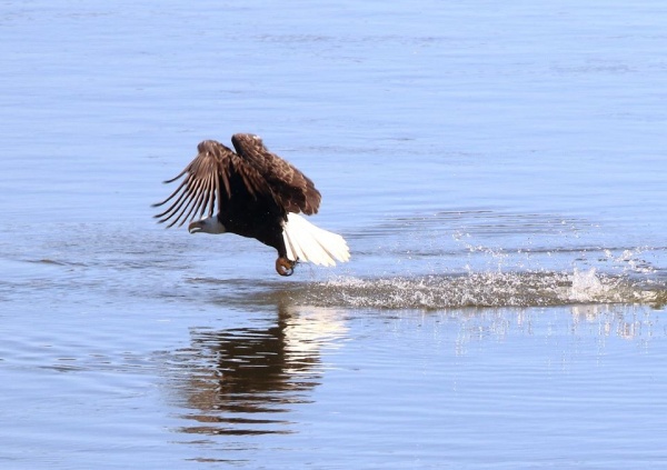 Bald eagle at Conowingo (photo by Annette Devinney)