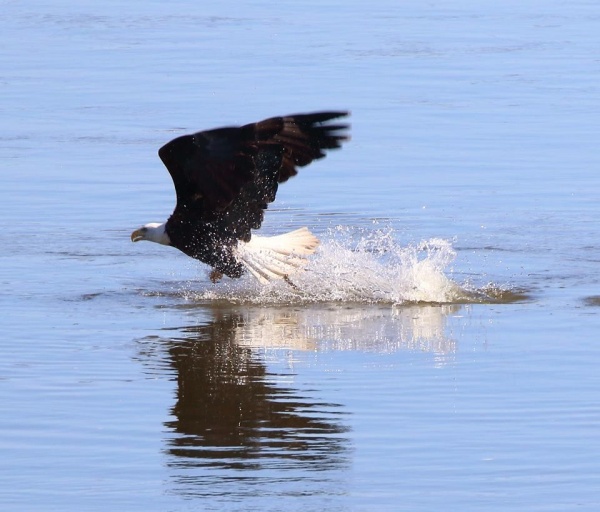 Bald eagle at Conowingo (photo by Annette Devinney)