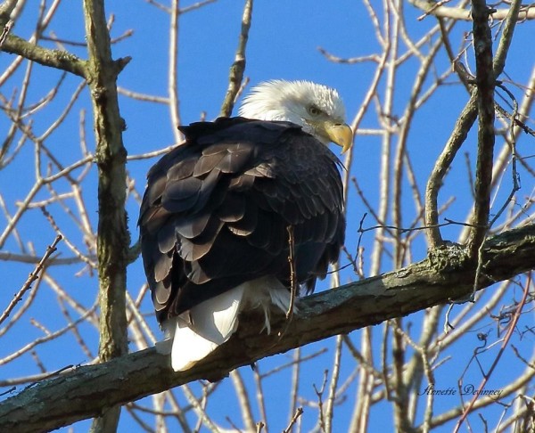 Bald Eagle at Conowingo, Nov 2016 (photo by Annette Devinney)