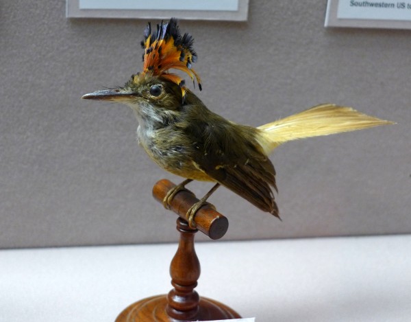 Royal flycatcher, female, Bird Hall at Carnegie Museum of Natural History (photo by Kate St.John)