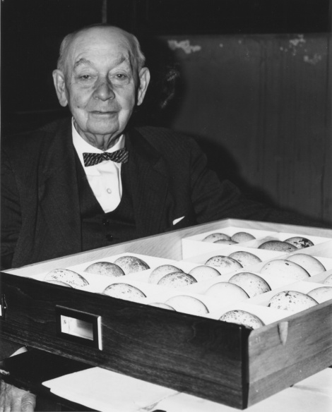 W.E. Clyde Todd, Curator of Ornithology 1914-1945, photo ca. 1966 as Honorary Curator of Birds' Eggs (photo courtesy Carnegie Museum of Natural History)