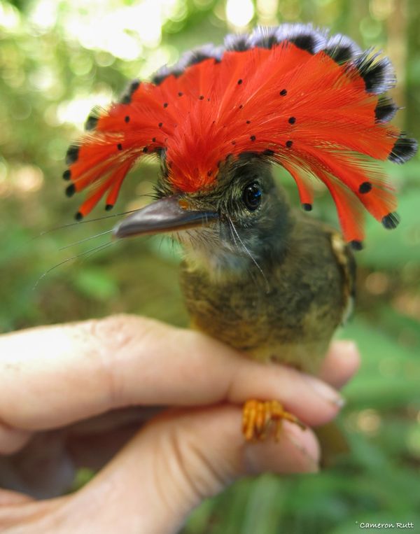 Amazonian Royal Flycatcher, male, held by Cameron Rutt (photo courtesy Nemesis Bird)