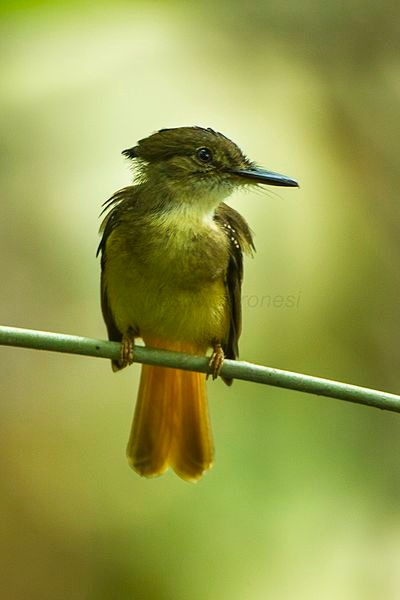 Royal flycatcher, Rio Tigre, Costa Rica (photo by Francesco Veronesi from Wikimedia Commons)