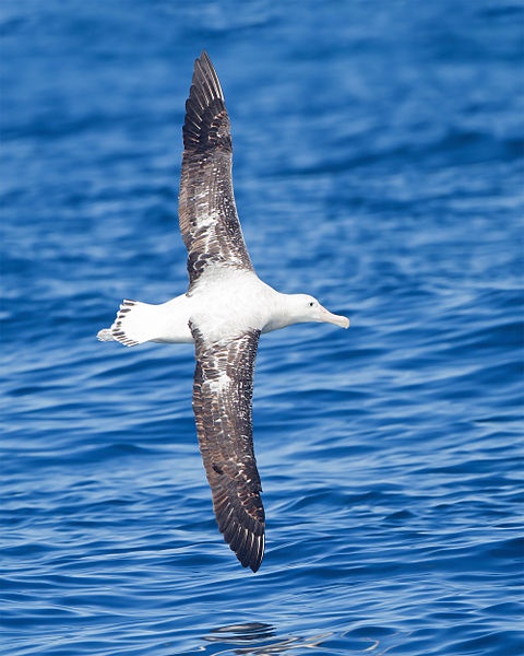 Wandering albatross (photo by JJ Harrison via Wikimedia Commons)