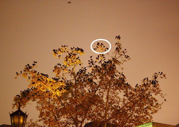 One group of 10 crows in a tree (photo by Peter Bell, retouched)