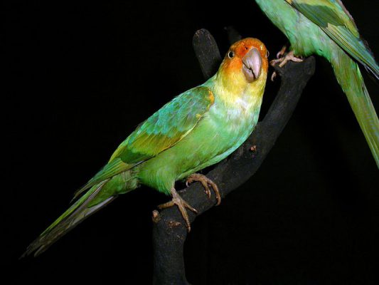 Carolina parakeet mounted specimen, Museum Wiesbaden, Germany (photo from Wikimedia Commons)