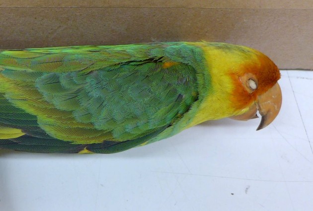 Carolina parakeet specimen #2513, Carnegie Museum (photo by Kate St. John)