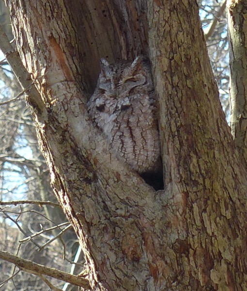 Eastern screech-owl, Schenley Park (photo by Kate St. John)